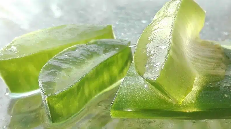 Aloe vera cheveux les risques à prendre en compte