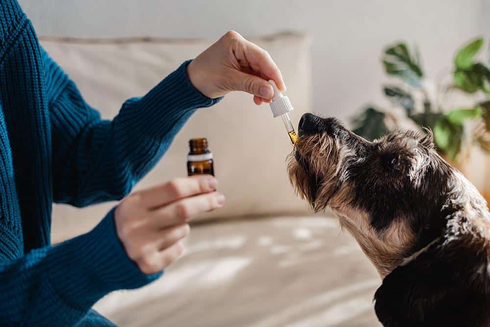 Comment choisir l’huile de CBD pour votre chien
