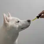 Comment choisir l’huile de CBD pour votre chien