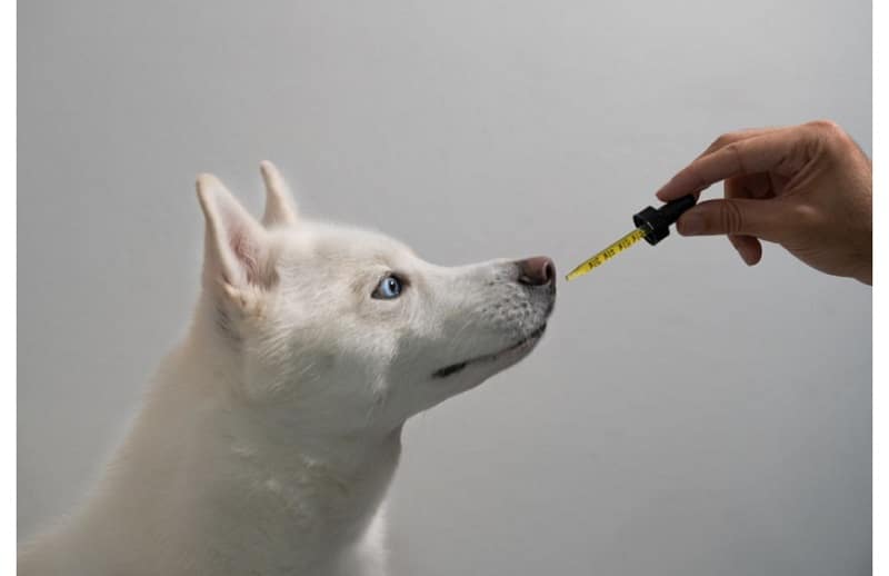 Comment choisir l’huile de CBD pour votre chien